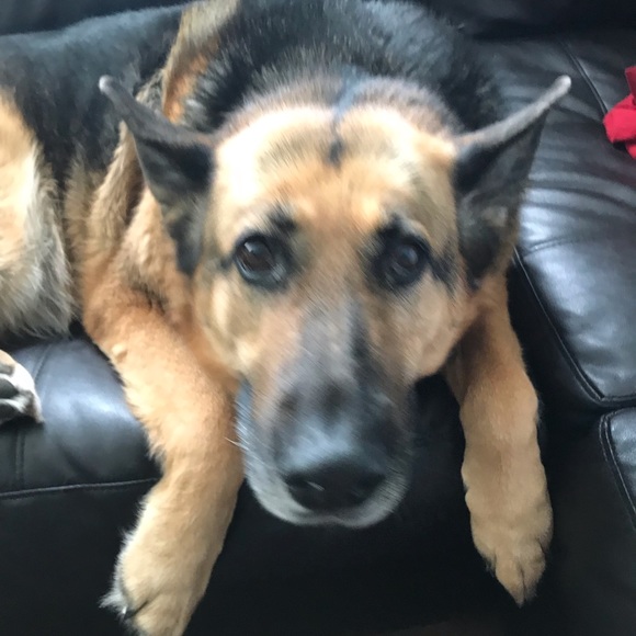 Meet your Posher, Dan - Picture 1 of 1